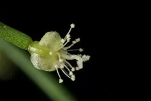 Cactaceae Collection: Rhipsalis baccifera
