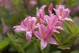 Flowers Gallery: Rhododendron