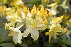 Flowers Gallery: Rhododendron
