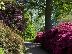 Wakehurst Place Collection: Rhododendron and Azaleas