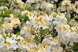 Ericaceae Collection: Rhododendron, bridesmaid