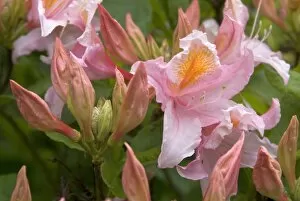 Flowers Gallery: Rhododendron, canadense
