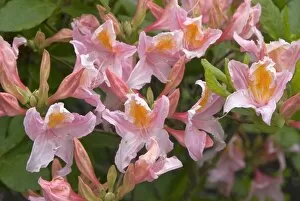 Flowers Gallery: Rhododendron, canadense