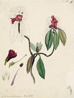 Botanical Art Collection: Rhododendron cinnabarinum