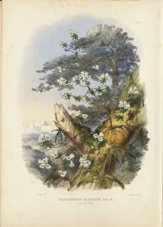Illustration Collection: Rhododendron Dalhousiae (frontispiece), 1849