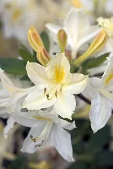 Flowers Gallery: Rhododendron, daviesii
