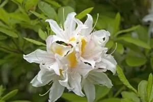 White Flower Gallery: Rhododendron, delicatissimum
