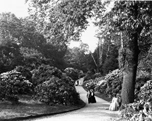 Kew Gardens Collection: The Rhododendron Dell, Kew Gardens