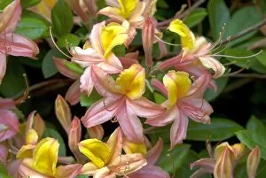 Ericaceae Collection: Rhododendron, gloria mundi