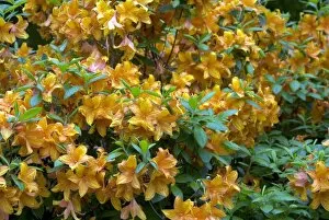 Orange Flower Collection: Rhododendron, golden eagle