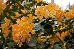 Images Dated 17th November 2011: Rhododendron macgregoriae