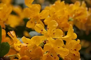 Orange Flower Gallery: Rhododendron macgregoriae