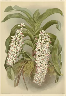 Orchidaceae Collection: Rhynchostylis gigantea, 1888