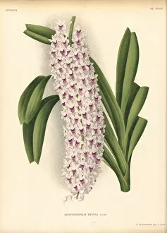 Botanical Illustration Gallery: Rhynchostylis retusa (Foxtail orchid), 1885-1906