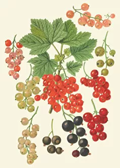 Botanical Art Gallery: Ribes rubrum, Ribes nigrum, 1867