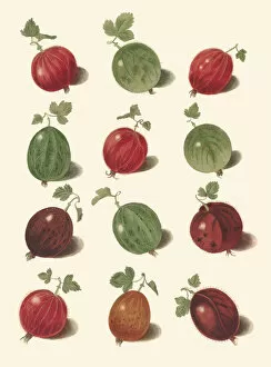 Colourful Gallery: Ribes uva-crispa, 1817
