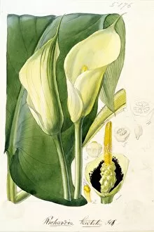 Araceae Collection: Richardia hastata, Hook. (Halbert-leaved Richardia)