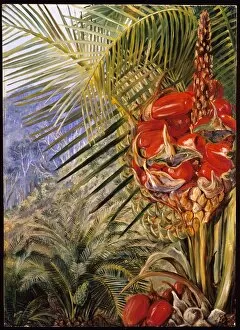 Marianne North Gallery: Ripe cone of Cycad, Illawarra, New South Wales