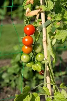 Ripening tomatoes on the vine