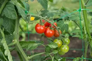Edible plants Collection: Ripening tomatoes on the vine
