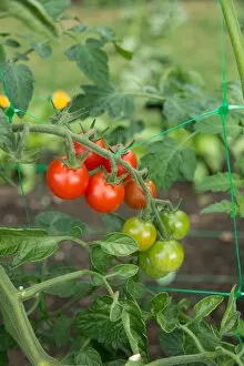 Edible plants Collection: Ripening tomatoes on the vine