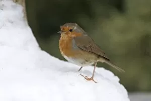 Bird Gallery: A robin in winter