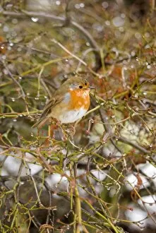 Wildlife Gallery: A robin in winter