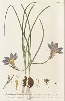 Botanical Art Gallery: Romulea bulbocodium, 1834-1843