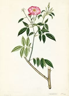 Botanical Art Collection: Rosa chinensis