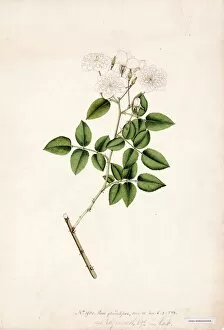 White Gallery: Rosa glandulifera, R. (White rose)