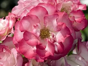Flowers Collection: Rosa Hannah Gordon