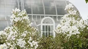 White Gallery: Rosa Kew Gardens