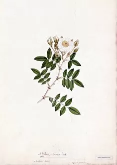 19th Century Gallery: Rosa pubescens, R