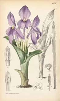 Botanical Art Gallery: Roscoea humeana, 1824