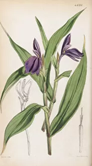 Hand Coloured Gallery: Roscoea purpurea, 1852
