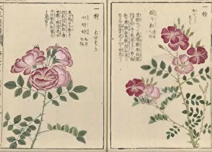 Iwasaki Tsunemasa Collection: Roses (Rosa multiflora or Rosa polyantha), woodblock print and manuscript on paper, 1828