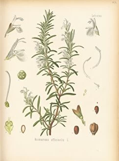 Watercolor Collection: Rosmarinus officinalis, rosemary