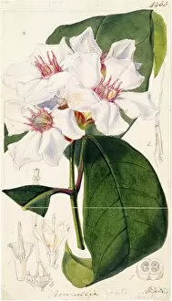 Botanical Art Gallery: Roupellia grata Wall. & Hook. (Cream-fruit)