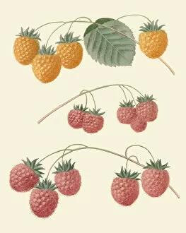Botanical Art Collection: Rubus idaeus, 1817