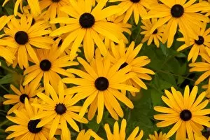 Images Dated 13th September 2013: Rudbeckia deamii