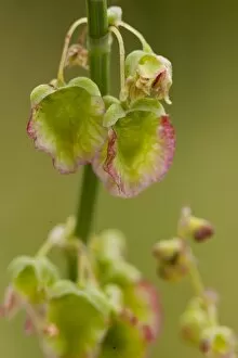 Green Flower Gallery: Rumex sculatus