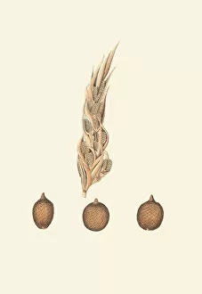 Botanical Drawing Gallery: Salacca affinis, 1850