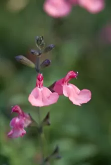 Lamiaceae Collection: Salvia greggii