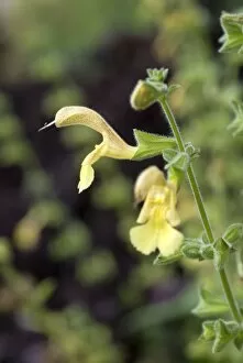 Sage Gallery: Salvia nubicola