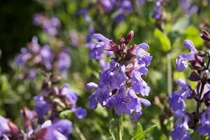 Blue Flower Collection: Salvia officinalis