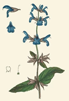 Plant Portrait Collection: Salvia officinalis, 1776