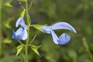 Flowers Gallery: Salvia patens, Cambridge blue