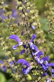 Flowers Gallery: Salvia transsylvanica