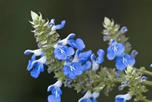Flowers Gallery: Salvia uliginosa