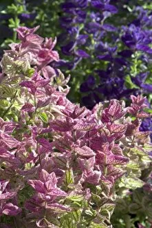 Flowers Gallery: Salvia viridis